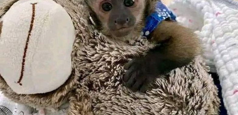 Cute Capuchin Monkey