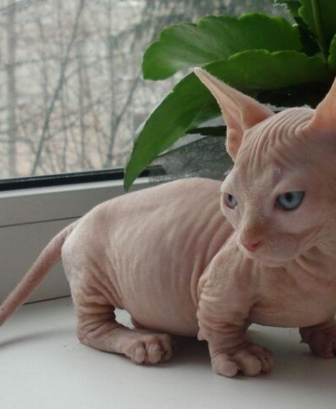 Sphynx Kittens