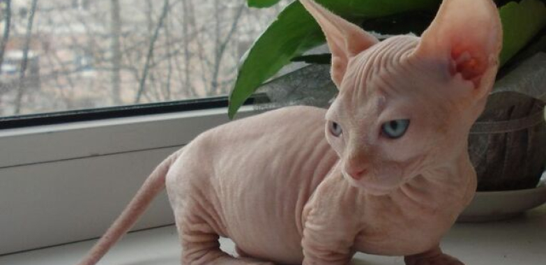 Sphynx kittens