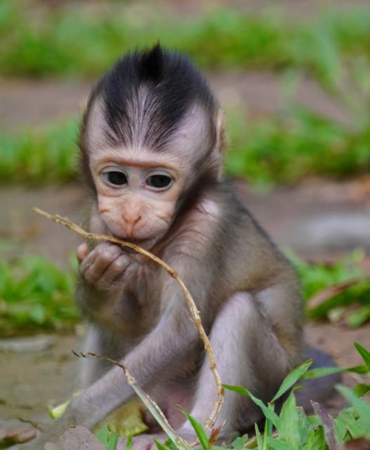 Cute Spider Monkey