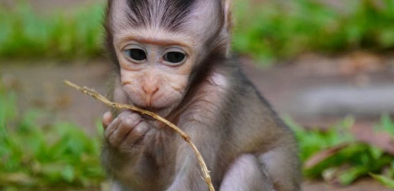 Cute Spider Monkey