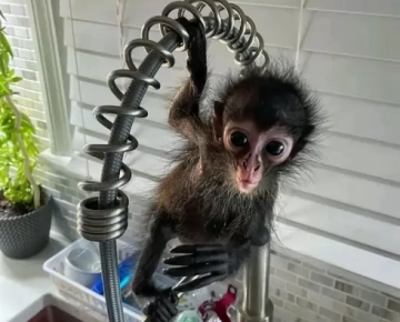 Baby Spider Monkey