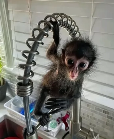 Baby Spider Monkey