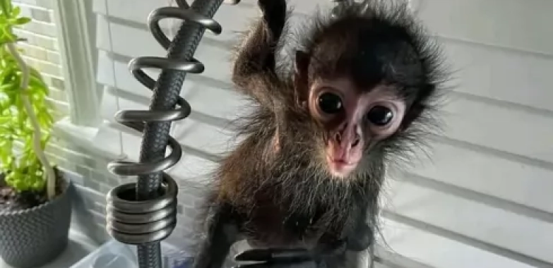 Spider Monkey Near Texas