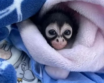 Spider Monkey Near Alabama