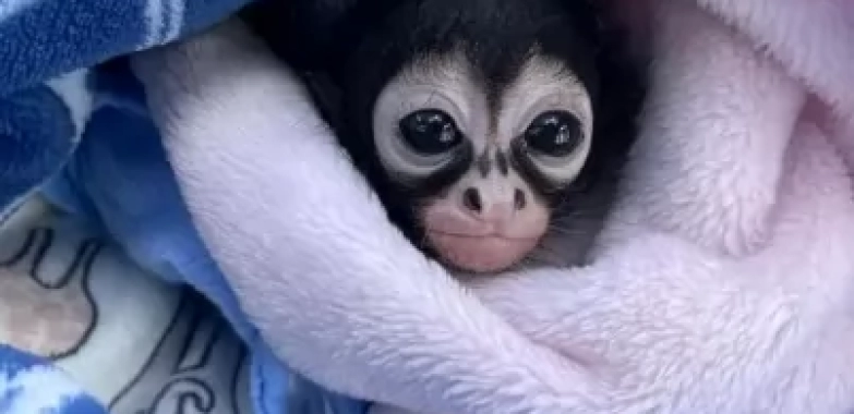Spider Monkey Near Alabama