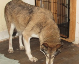 wolf hybrid for sale