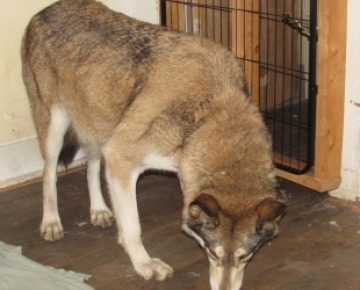 wolf hybrid for sale