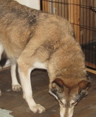Wolf Hybrid For Sale
